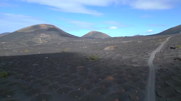 Descending Drone Black Volcano Ash Vineyards Lanzarote Canary Islands Spain — Stockvideo