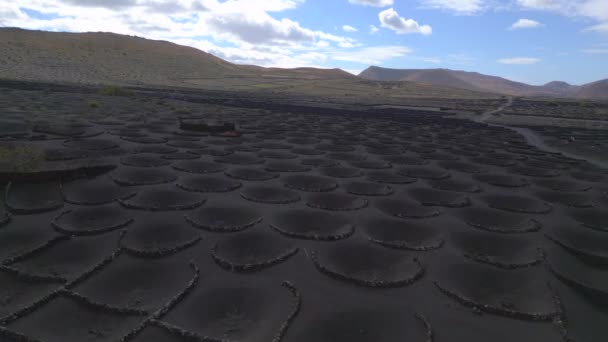 上空の無人機は 2023年の晴れた日にスペインのランサローテカナリア諸島のブドウ畑で黒い火山灰を撮影しました 高品質4Kシネマティック映像 — ストック動画