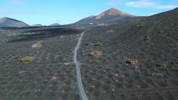Descending Drone Black Volcano Ash Vineyards Lanzarote Canary Islands Spain — Video