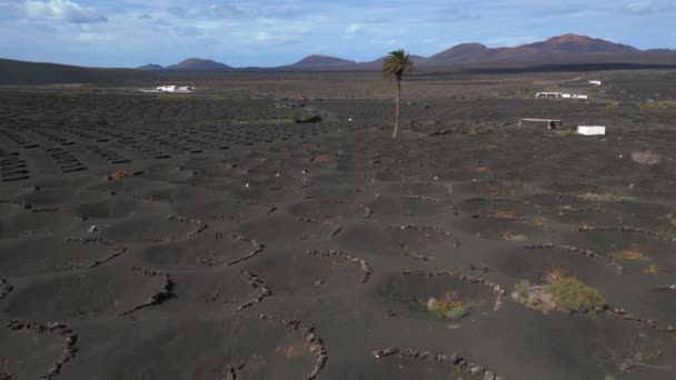Overflight Drone Footage Black Volcano Ash Vineyards Lanzarote Canary Islands — Stockvideo