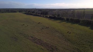 Geniş yörünge manzaralı çayır yeşil manzaralı at İHA 'sı, 2022 sonbaharında yüksek kalitede sinematik görüntü.