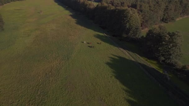 Panorama Orbit Drone Horse Field Meadow Pasture Green Landscape Germany — Stock Video