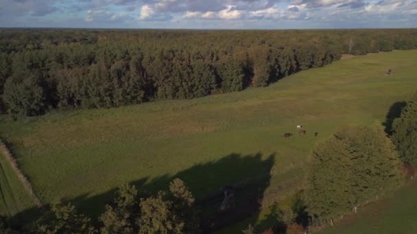 Panorama Overview Horse Field Meado Pasture Green Landscape Germany Fall — 비디오