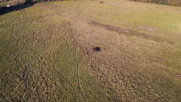 Szeroki Przegląd Orbity Dron Konia Polu Łąka Pastwisko Zielony Krajobraz — Wideo stockowe