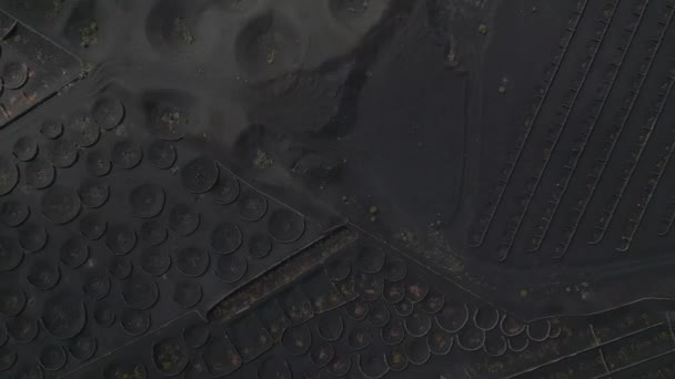 垂直鸟瞰无人驾驶兰萨罗特酒种植拉吉里耶葡萄园火山2023天 优质4K Uhd电影胶片 — 图库视频影像
