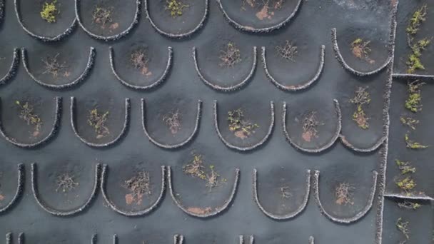垂直鸟瞰无人驾驶兰萨罗特酒种植拉吉里耶葡萄园火山2023天 优质4K Uhd电影胶片 — 图库视频影像