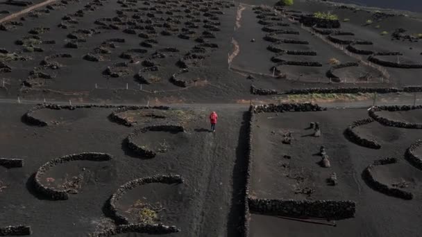 Panoráma Pályára Drón Lanzarote Bor Növekvő Geria Szőlőültetvények Vulkán Nap — Stock videók