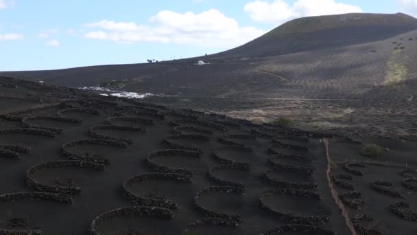 Légy Fordított Drón Lanzarote Bor Termesztése Geria Szőlőültetvények Vulkán Nap — Stock videók