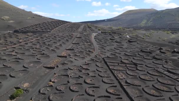 Átrepülés Légy Felett Drón Lanzarote Bor Növekvő Geria Szőlőültetvények Vulkán — Stock videók