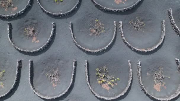 倾斜无人驾驶兰萨罗特酒种植拉吉里耶葡萄园火山2023天 优质4K Uhd电影胶片 — 图库视频影像