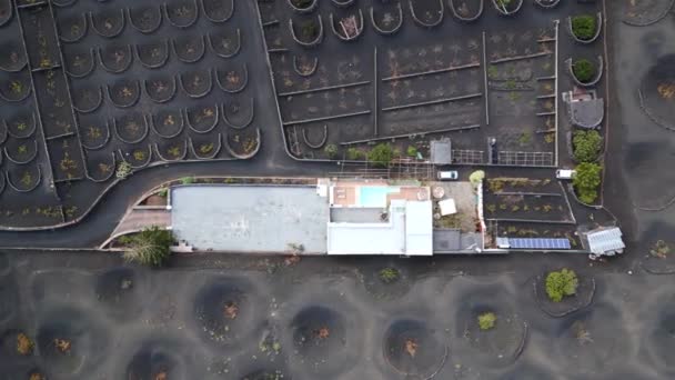 Madarak Kilátás Drón Lanzarote Bor Növekvő Geria Szőlőültetvények Vulkán Nap — Stock videók