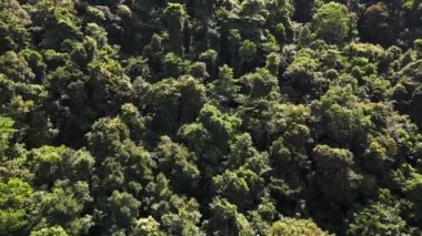 Orman Adası Koh Chang Tayland ve 2022. İHA 4k ters uçakla uçun. Sinematik görüntüler..