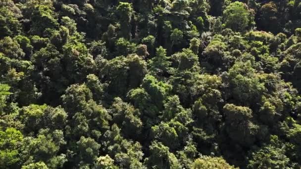 Selva Ilha Koh Chang Tailandês 2022 Voar Reverso Drone Uhd — Vídeo de Stock