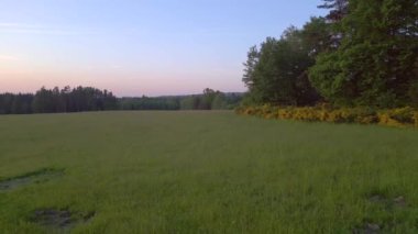Çek Cumhuriyeti 'nin Stankov kasabasında günbatımında orman ormanı, 2023 yazında sağ İHA 4K UHD görüntülerine kayıyor..