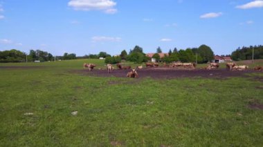 Çayırdaki inek sürüsü, Czech Cumhuriyeti Avrupa, 2023. yaz günü İHA 4K sinemasal görüntülerini çekin..