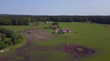 Pasture Meadow, Czech Republic Europe 'daki sığır sürüsü, 2023 yazının ilk günü sağ İHA 4K' ya kayıyor. Sinema görüntüsü..