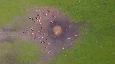 Pasture Meadow, Czech Republic Europe 'daki sığır sürüsü, 2023 yaz günü dikey kuş bakışı İHA 4K uhd sinematik görüntü.