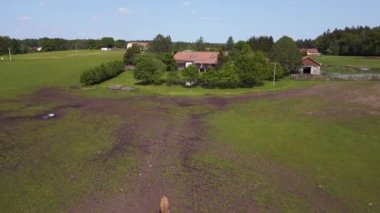 Pasture Meadow, Czech Republic Europe 'daki sığır sürüsü, 2023 yazının ilk günü İHA 4K hava aracı... Sinematik görüntüler..