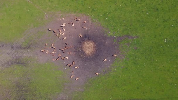 牧草草地上的一群奶牛 欧洲切赫共和国 2023年夏天 垂直鸟瞰无人机的速度坡道4K Uhd电影胶片 — 图库视频影像
