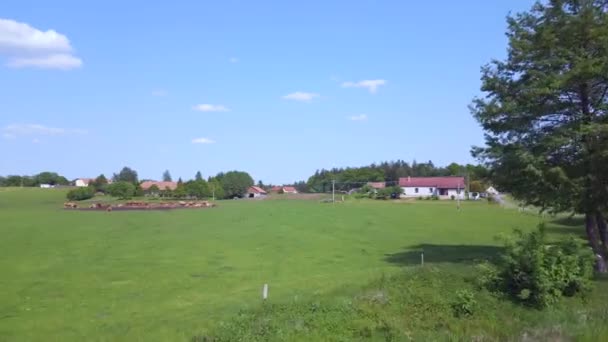 Stado Krów Łące Pastwiskowej Czechy Europa Letni Dzień 2023 Przelot — Wideo stockowe