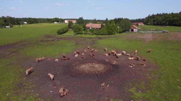 牧草地の牛の群れ チェコ共和国ヨーロッパ 夏の日20飛行上空飛行ドローン4K Uhdシネマティック映像 — ストック動画