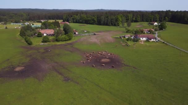 Rebanho Vacas Prado Pastagem República Checa Europa Dia Verão 2023 — Vídeo de Stock