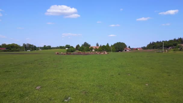 牧草地の牛の群れ チェコ共和国ヨーロッパ 夏の日20ドローンでプッシュフライ4K Uhdシネマティック映像 — ストック動画