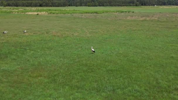 Vit Stork Sommarfältet Brandenburg Havelland Tyskland 2023 Fallande Drönare Filmisk — Stockvideo