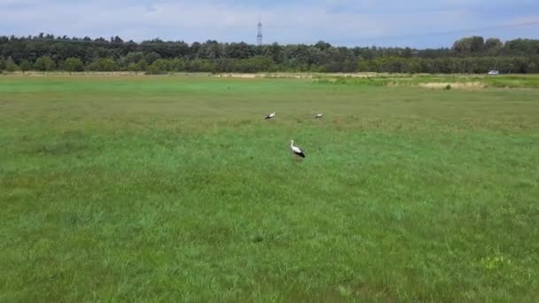 Cigüeña Blanca Campo Verano Brandenburg Havelland Alemania 2023 Panorama Orbita — Vídeo de stock