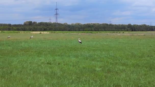 White Stork Summer Field Brandenburg Havelland Germany 2023 Panorama Orbit — Stock Video