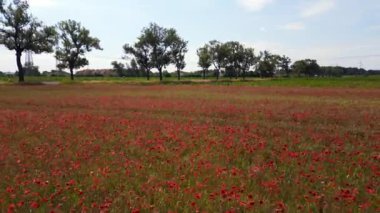 Kırmızı poppyfield kırsal alan yaz çayırı. Brandenburg Havelland Almanya 2023 ters İHA 4K sinemasal uçuşu.