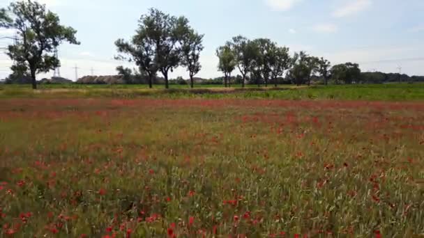 Red Poppyfield Rural Area Summer Meadow Brandenburg Havelland Germany 2023 — Stock Video