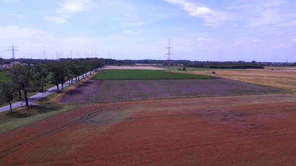 Poppyfield Vermelho Prado Verão Área Rural Brandenburg Havelland Alemanha 2023 — Vídeo de Stock