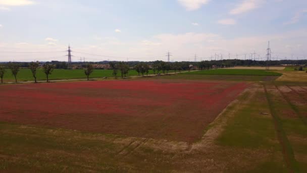 Poppyfield Rojo Área Rural Prado Verano Brandenburg Havelland Alemania 2023 — Vídeos de Stock