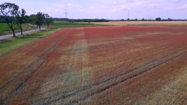 Kırmızı Poppyfield Kırsal Alan Yaz Çayırı Brandenburg Havelland Almanya 2023 — Stok video