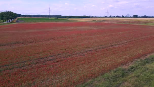 Red Poppyfield Rural Area Summer Meadow Brandenburg Havelland Germany 2023 — Stock Video