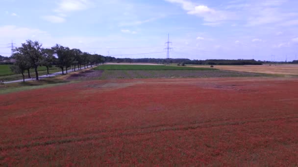 赤いポピー畑農村部の夏の牧草地 Brandenburg Havelland Germany 2023 Fly Reverse Drone Cinematic — ストック動画