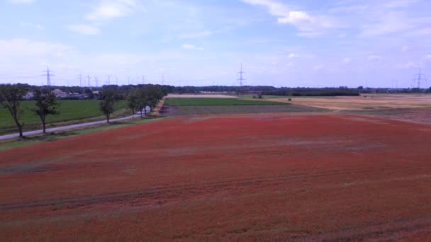 Red Poppyfield Zona Rurale Prato Estivo Brandeburgo Havelland Germania 2023 — Video Stock