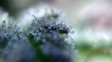 Kenevir marihuana üçlüsü, yakından odaklanma, makro yakınlaştırma mikroskobu. Yüksek kaliteli FullHD görüntüler