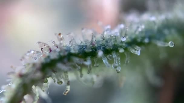 Tricomi Marijuana Base Cannabis Messa Fuoco Ravvicinata Microscopio Macro Zoom — Video Stock