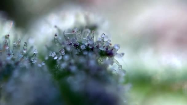 Cannabis Tricomas Maconha Focando Perto Macro Zoom Microscópio Imagens Fullhd — Vídeo de Stock