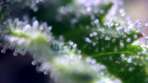 Tricomas Marihuana Cannabis Enfocados Cerca Microscopio Zoom Macro Imágenes Fullhd — Vídeos de Stock