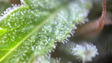 Mikroskobik kenevir yakın odaklı, makro görüşlü mikroskop kenevir marihuana thc cbd trikomu kaydediyor. Yüksek kalite Tam HD görüntü. 