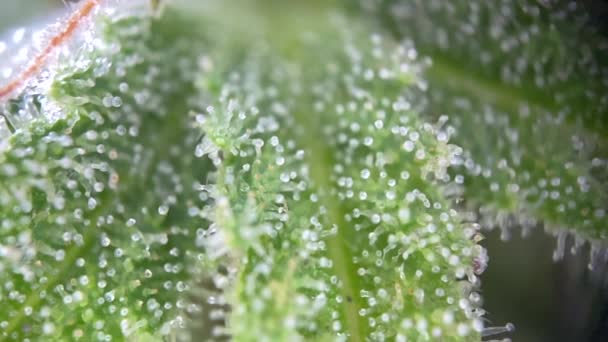 Microscopic Cannabis Focusing Close Macro View Microscope Recording Hemp Marijuana — Stock Video