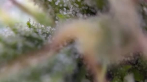 微型大麻集中特写 宏观显微镜记录大麻头皮三头肌 优质全息高清影片 — 图库视频影像