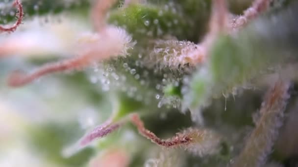Microscopische Cannabis Focussen Van Dichtbij Macro View Microscoop Opname Van — Stockvideo