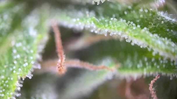 Microscopique Cannabis Concentrant Près Macro Microscope Vue Enregistrement Chanvre Marijuana — Video