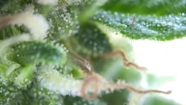 Microscópico Cannabis Enfoque Cerca Macro Ver Microscopio Registro Cáñamo Marihuana — Vídeos de Stock