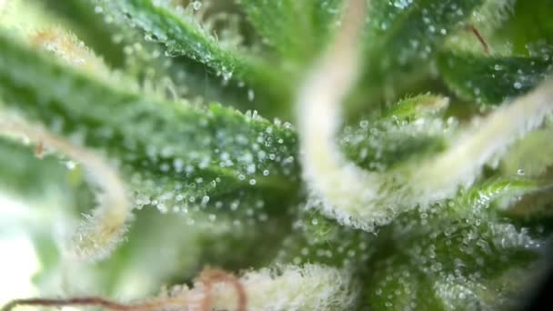 Microscopische Cannabis Focussen Van Dichtbij Macro View Microscoop Opname Van — Stockvideo