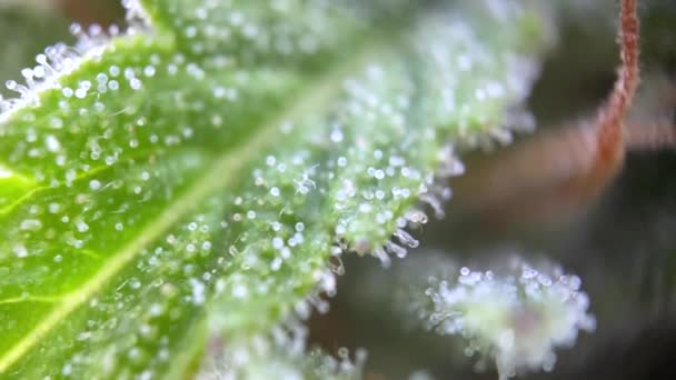 Microscopica Cannabis Messa Fuoco Vicino Macrovista Microscopio Registrazione Canapa Marijuana — Video Stock